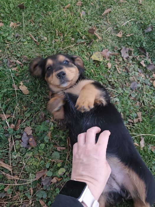 Oddam dwumiesięczne szczeniaki