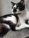Lexus,piekny,, kotek, do adopcji