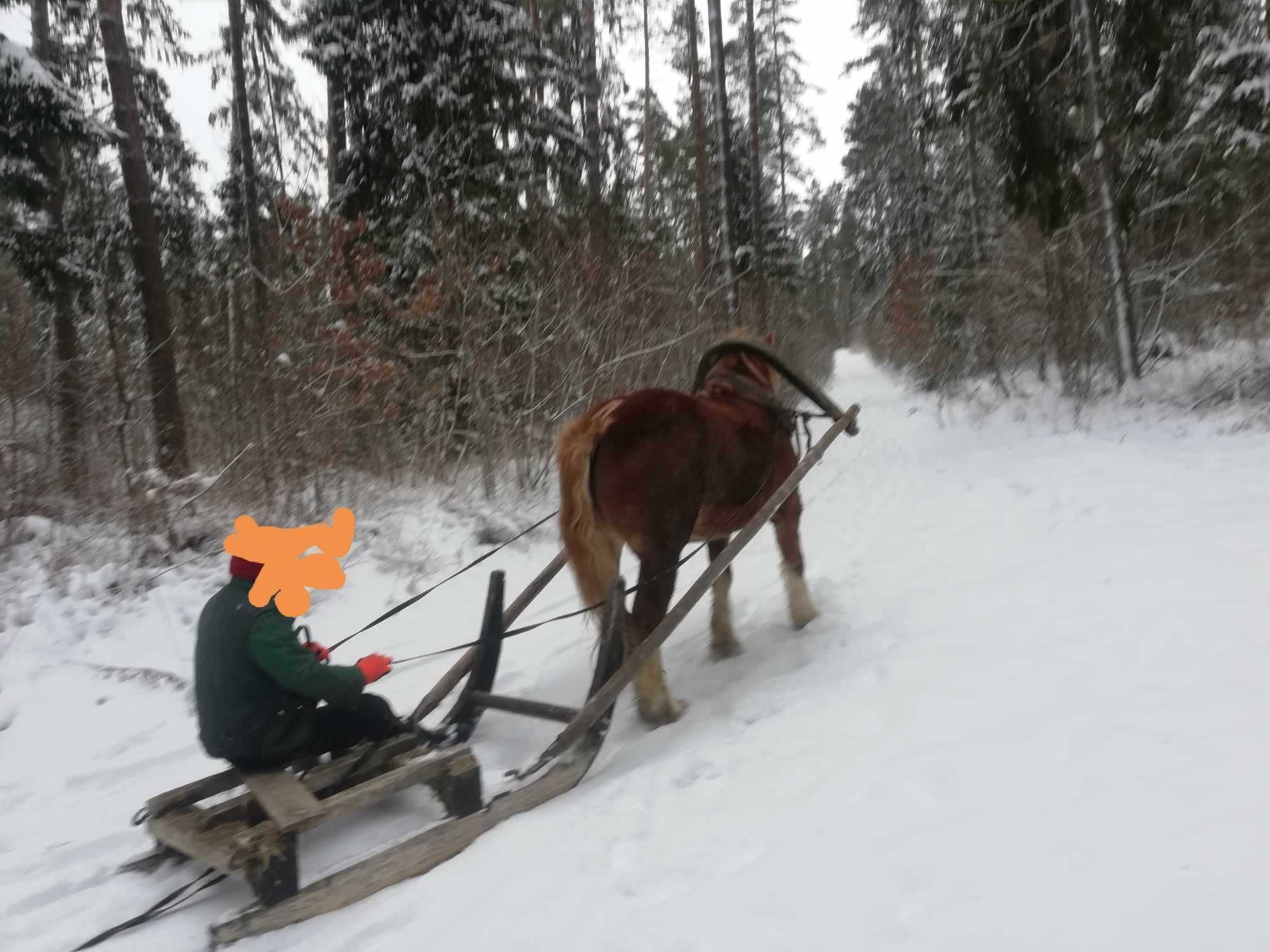 Klacz 3-letnia, źrebna na sierpień, zaprzęgana