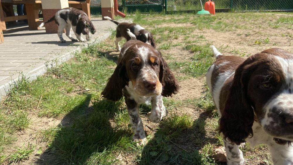 Suczka Springer Spaniel Angielski FCI