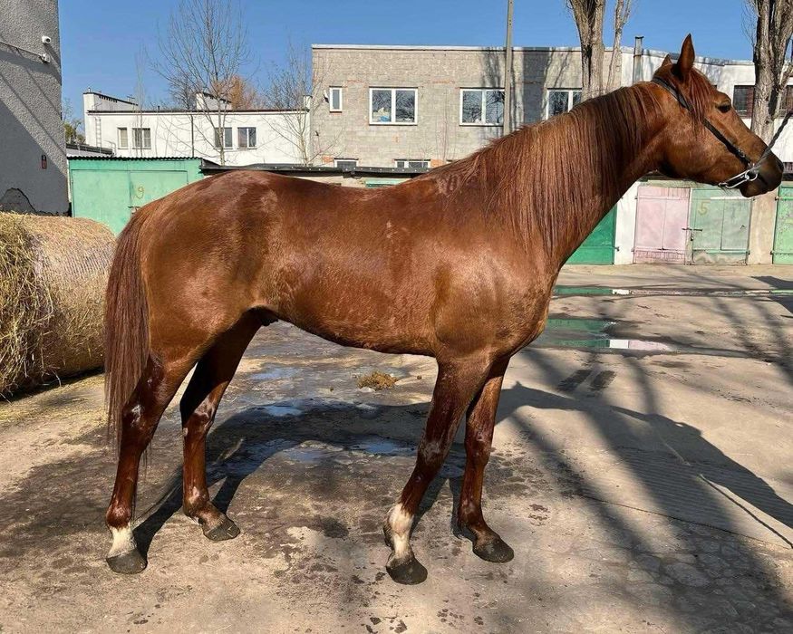 Sprzedam 4 letniego wałacha arabskiego