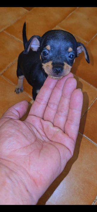 Pinscher Miniatura Macho