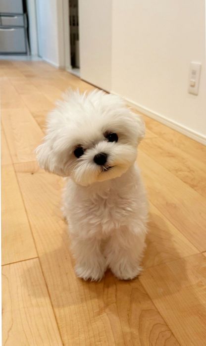 Bichon maltes  sublime