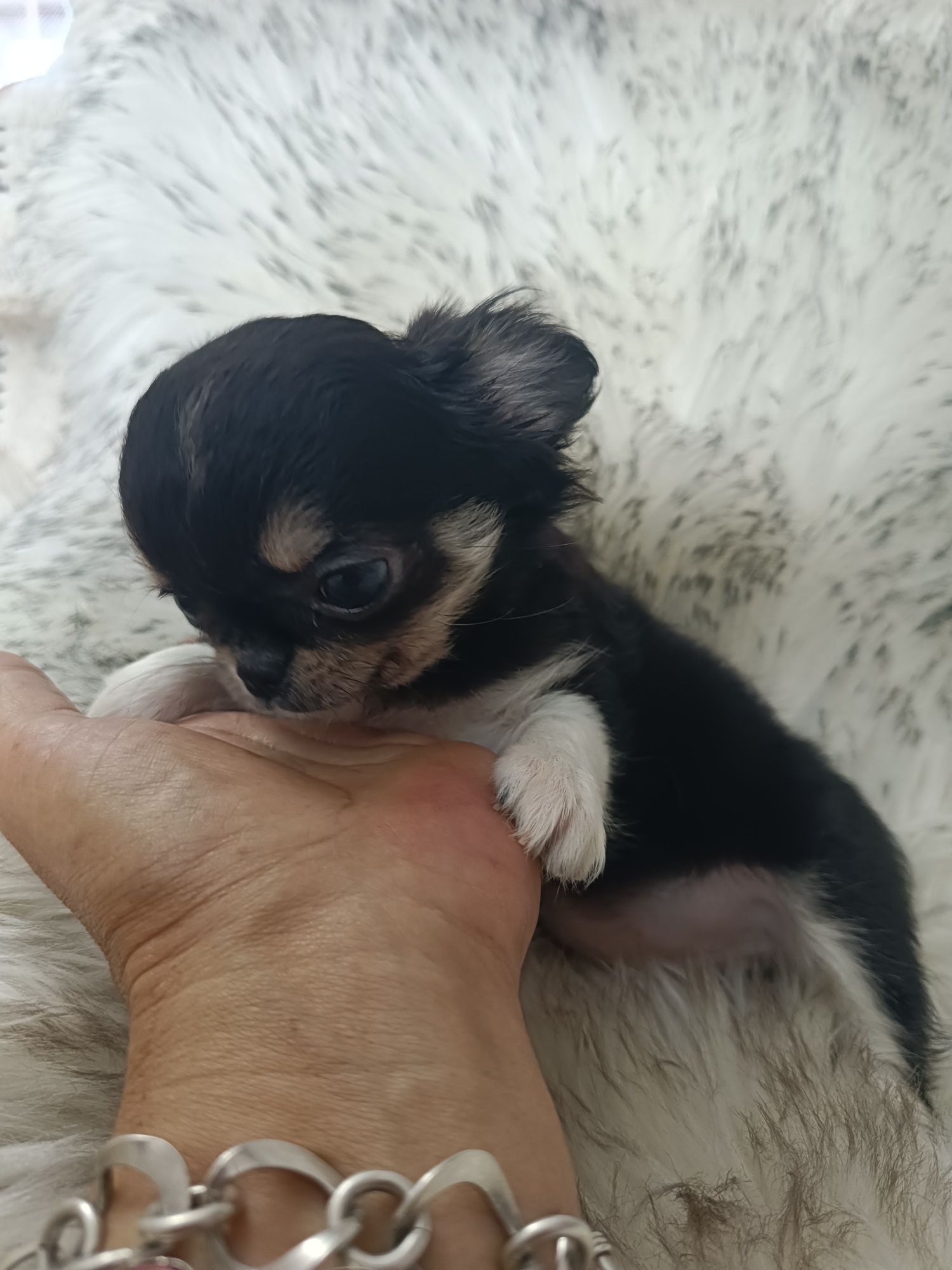 *** Cudna Mini Laleczka Chihuahua *** Gotowa do odbioru ***