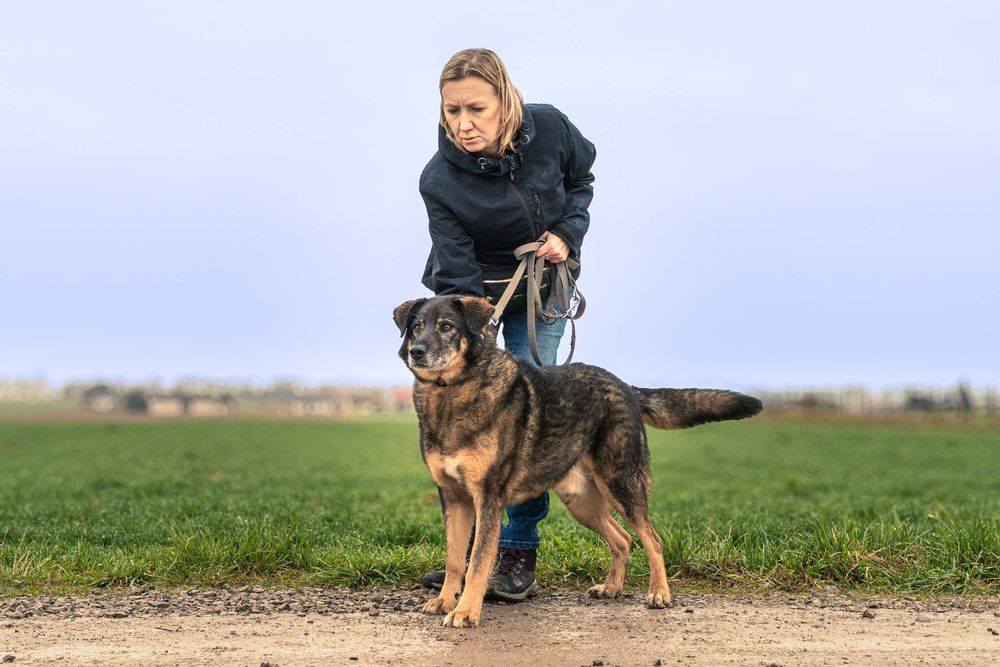 Bigosik - grzeczny, wspaniały, idealny, dojrzały piesek do adopcji