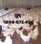 Kury nioski z jajkiem Leghorn dowóz GRATIS