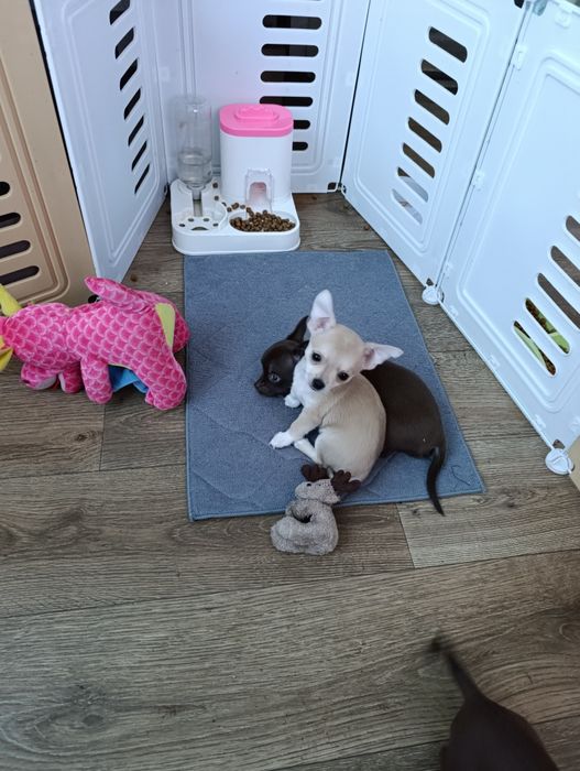 Цуценята породи чихуахуа