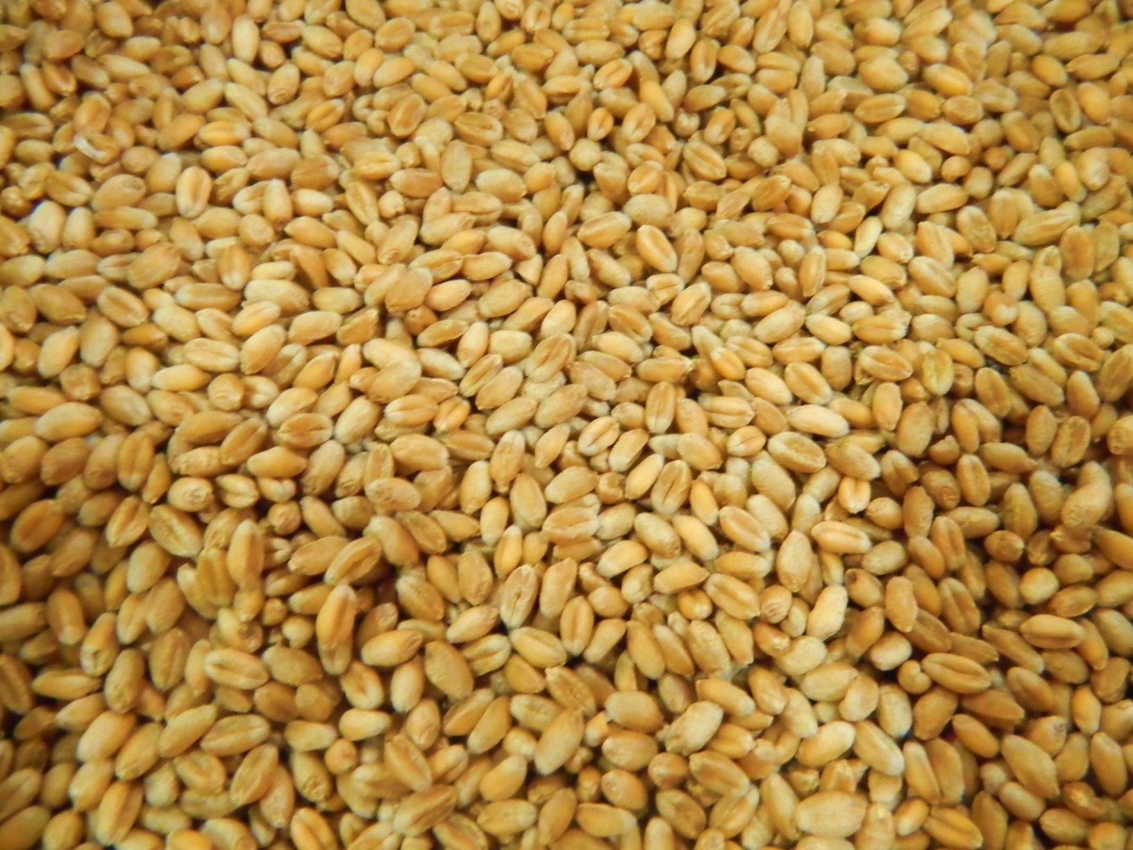 Продам зерно пшениці, м. Валки