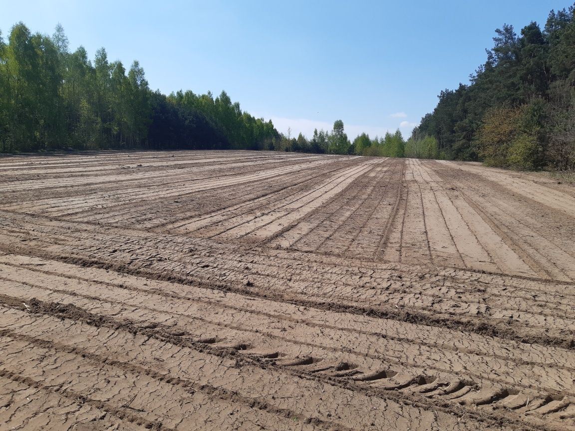 Czyszczenie dzialek mulczowanie frezowanie pni usuwanie plantacji