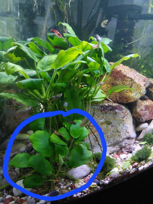 Anubias młoda roślina