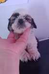 Shih-tzu com LOP porte mini