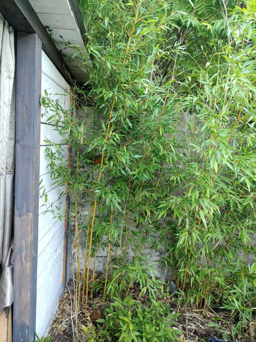 Duża kępa bambusa złotobruzdowego