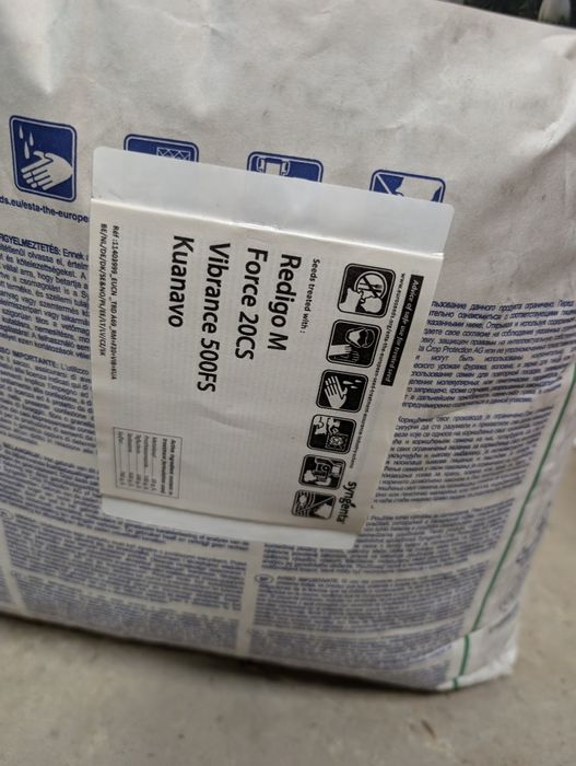 Ziarna kukurydzy syngenta