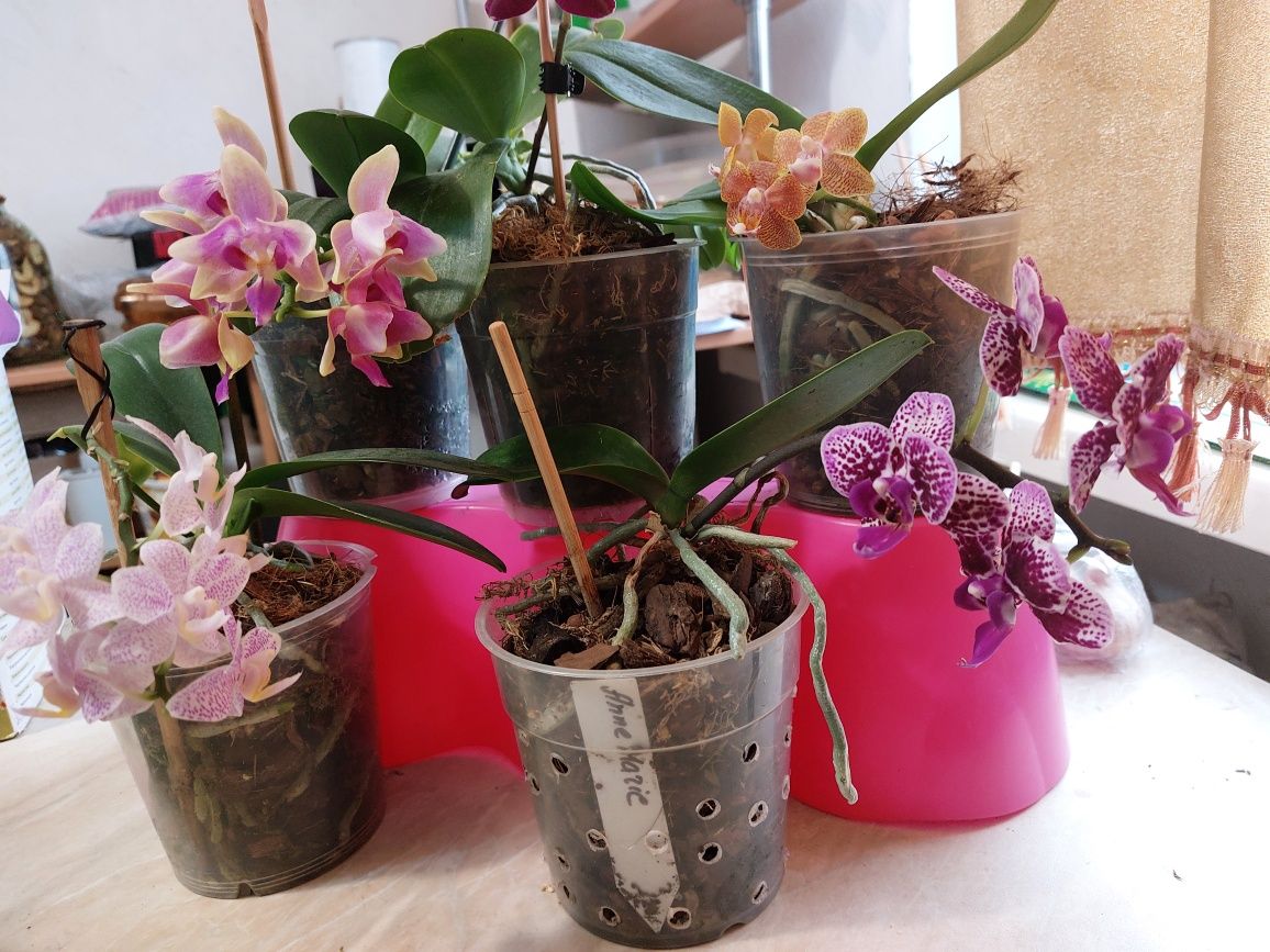 Орхидеи цветущие сортовые
