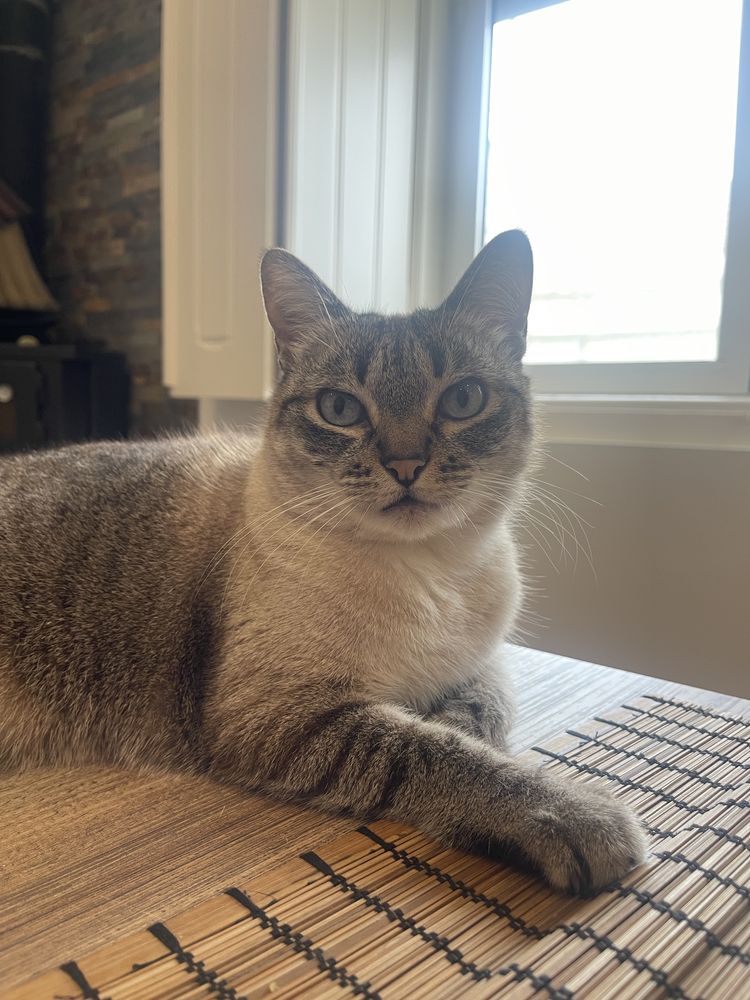 Petsitting ao domicilio