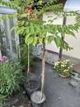 Aralia - drzewko, drzewo