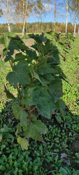 Sadzonki porzeczki czarnej TIBEN