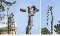 Арборист Спил Зрізання Видалення аварійних дерев