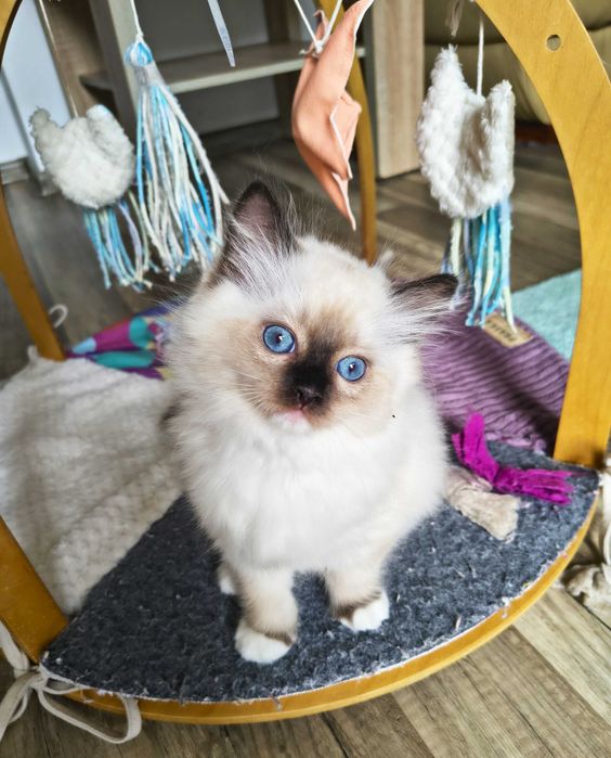 Cudowna koteczka Ragdoll