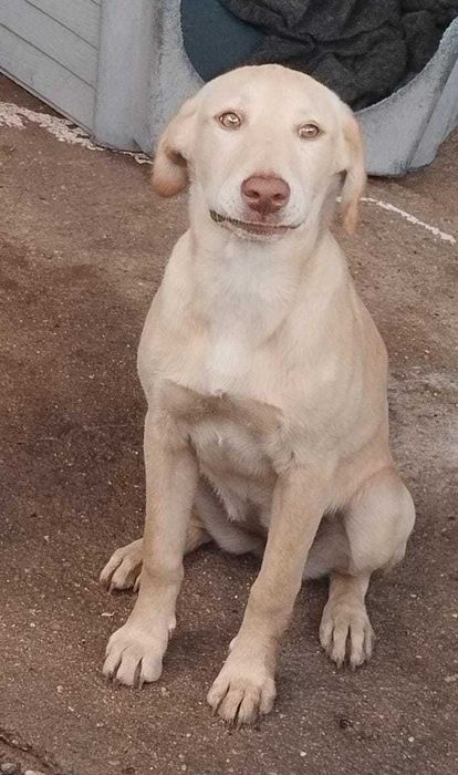 FÊMEA 1 (xLabrador, 6 Meses) Para Adoção