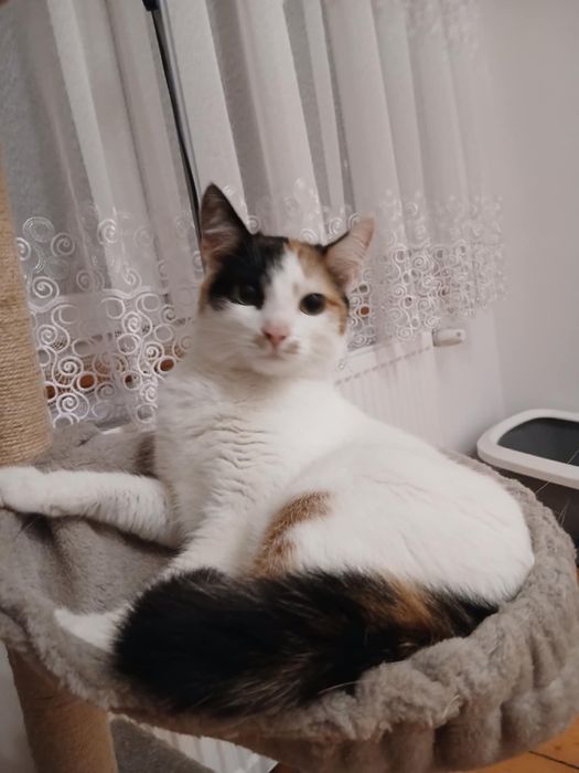 Piękna tricolorka szuka domu!