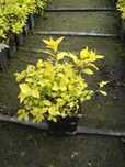 Tawuła japońska `Goldmound` Spiraea japonica P9
