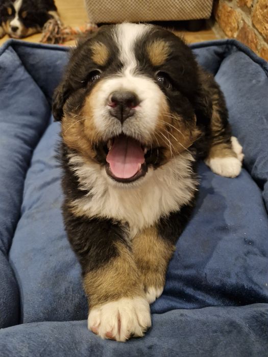 Szczeniaki berneński pies pasterski drugi miot