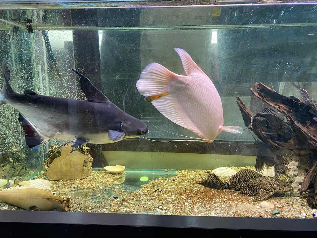 Peixes gigantes lindos