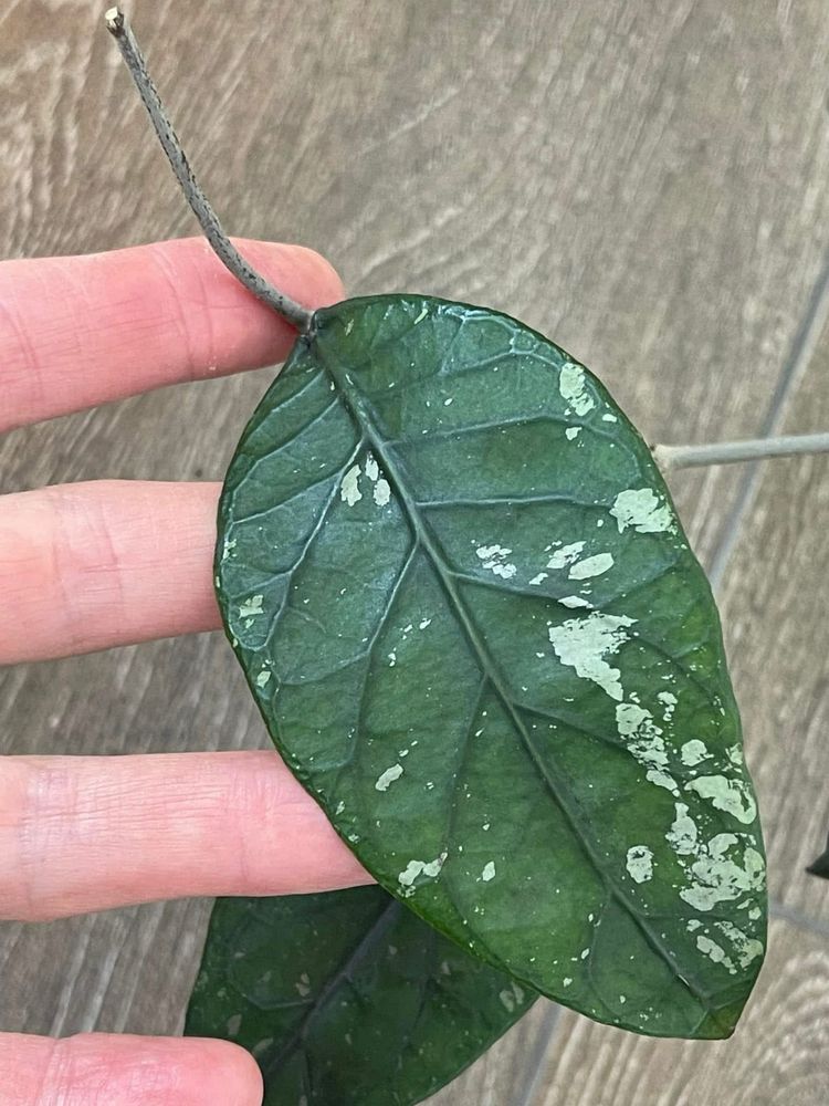 Hoya sp. Aceh splash. Хойя.