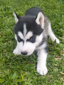 Husky siberiano fêmea