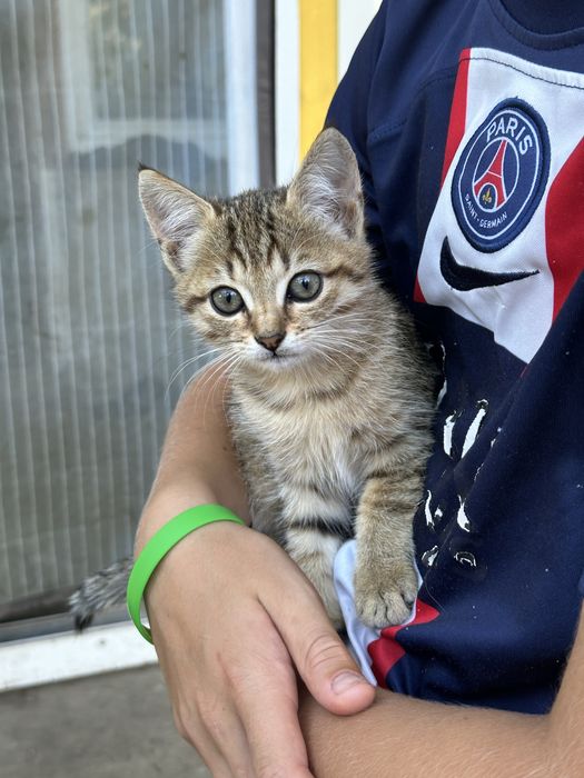 Віддамо в добрі руки кошенят