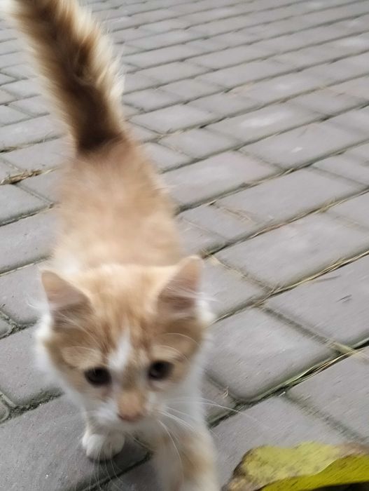 Віддам котиків в добрі руки