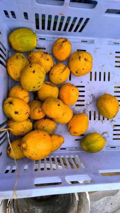 sprzedam owoce pigwowca japońskiego