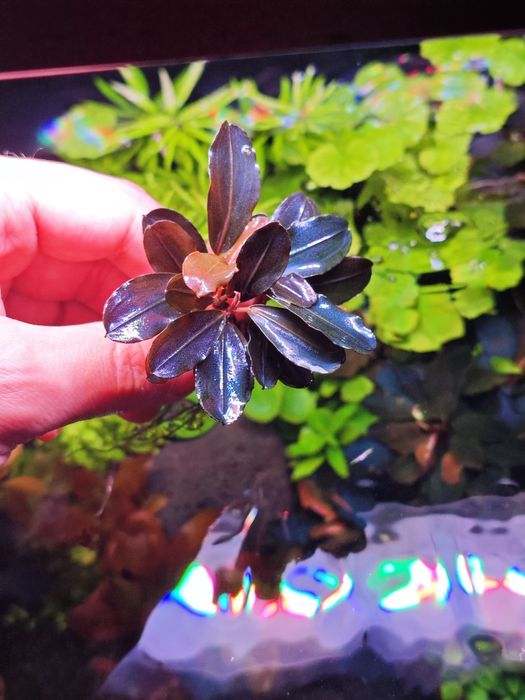 Bucephalandra sadzonka
