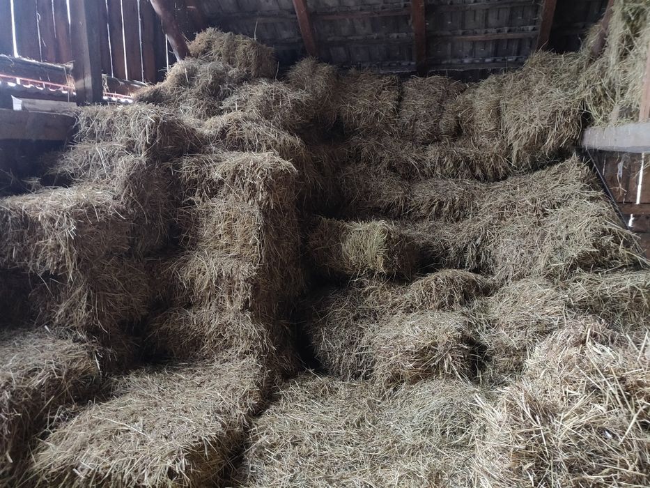 Sprzedam kostki siana