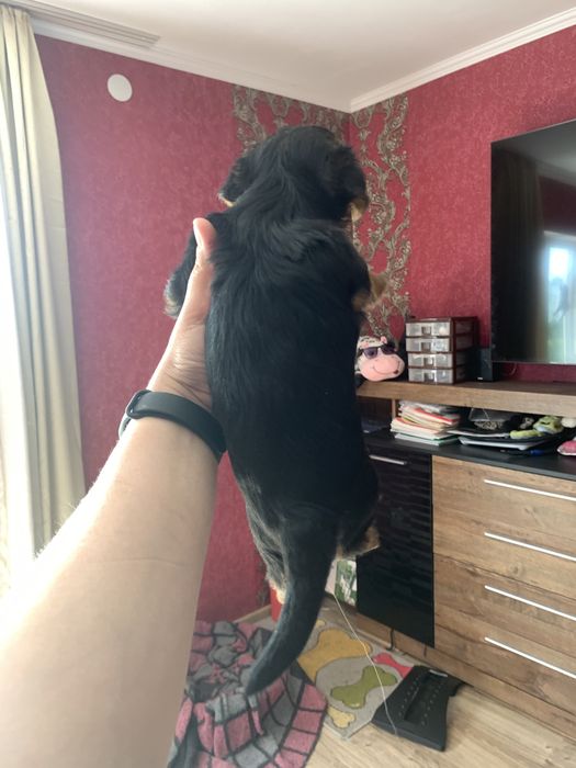 Йорк девочка