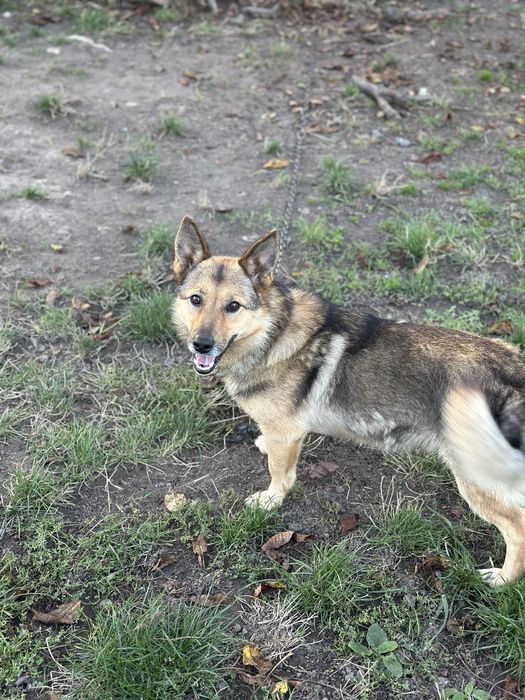 Віддам собаку в добрі руки