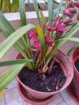 Vasos orquidea Bordeaux novos