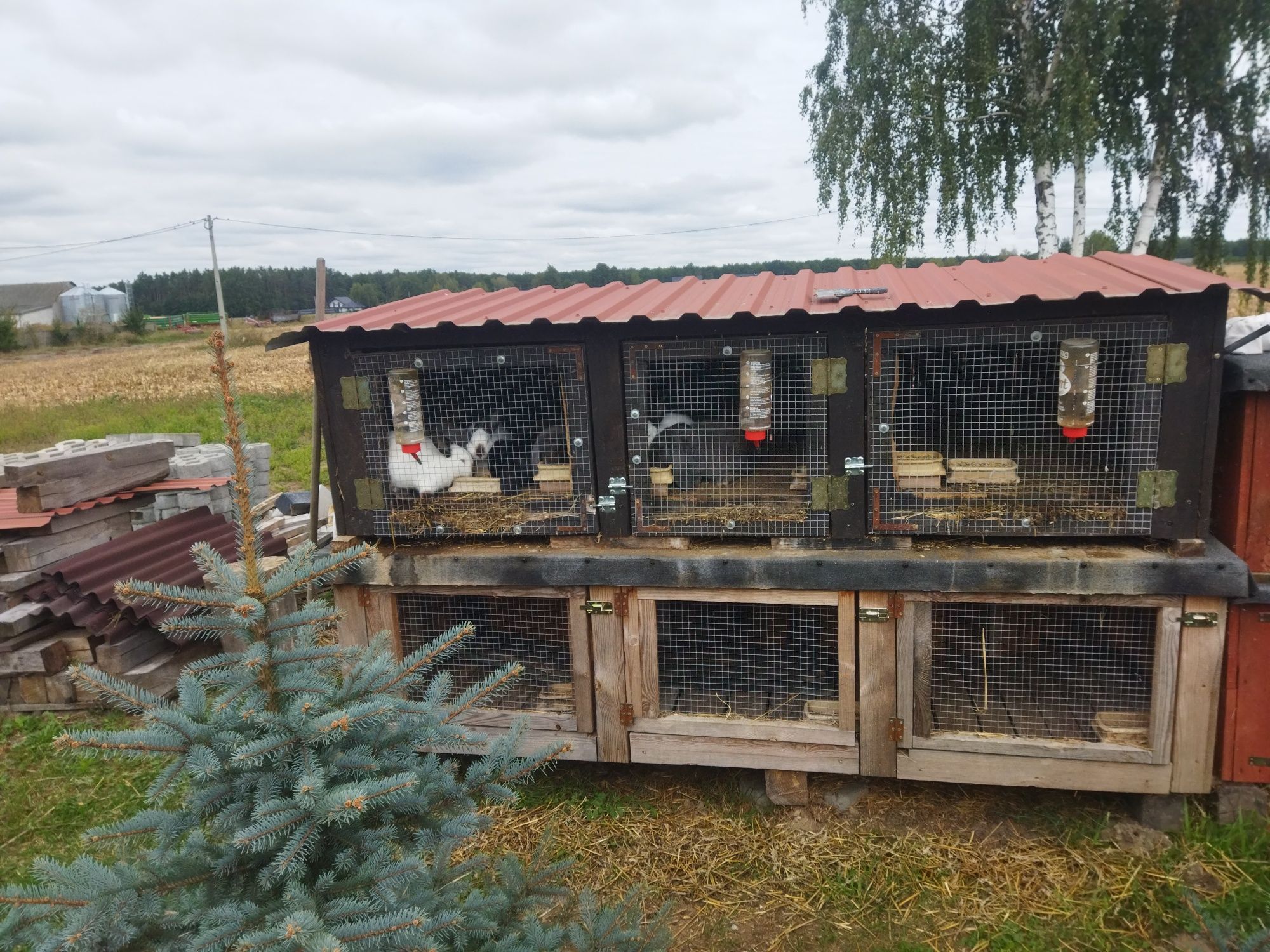 Klatki na króliki