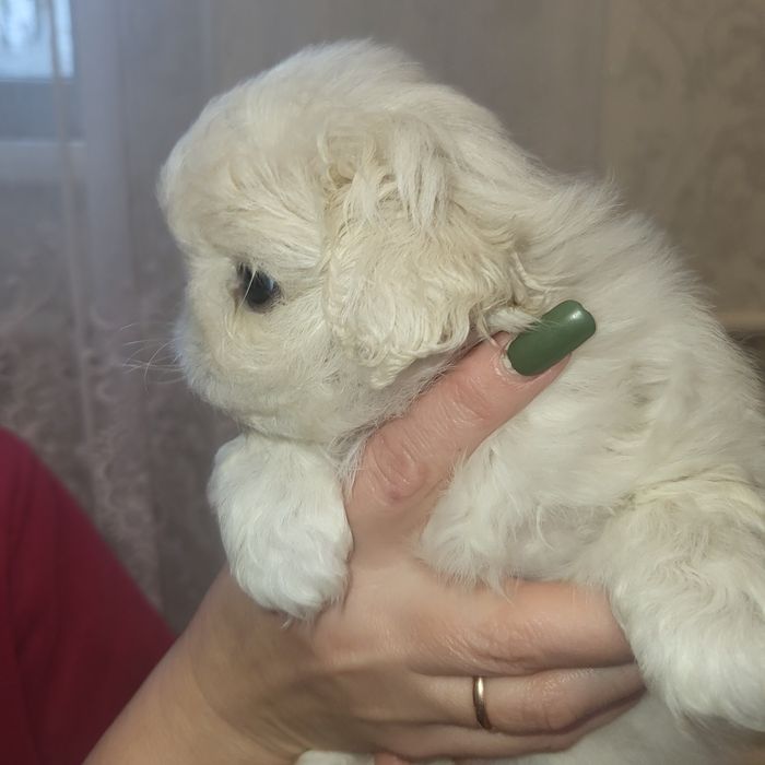 Пекінес цуценята