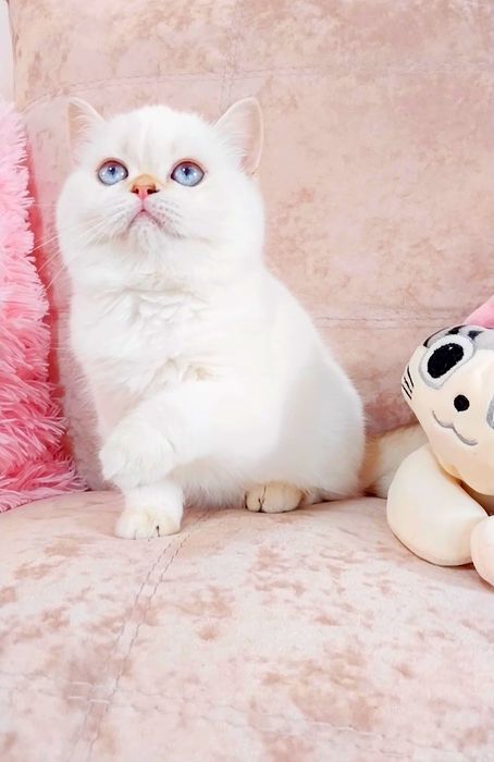 Дівчинка Перлинка Шотландочка Скотіш Страйт