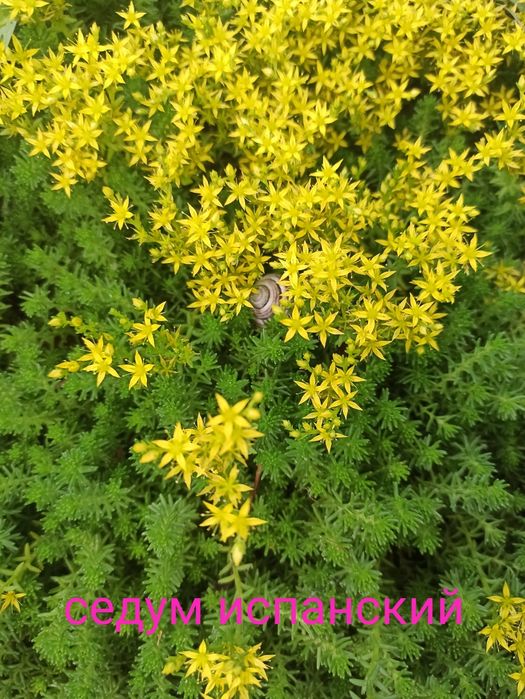 Седумы ( очитки) испанский,лидийский.