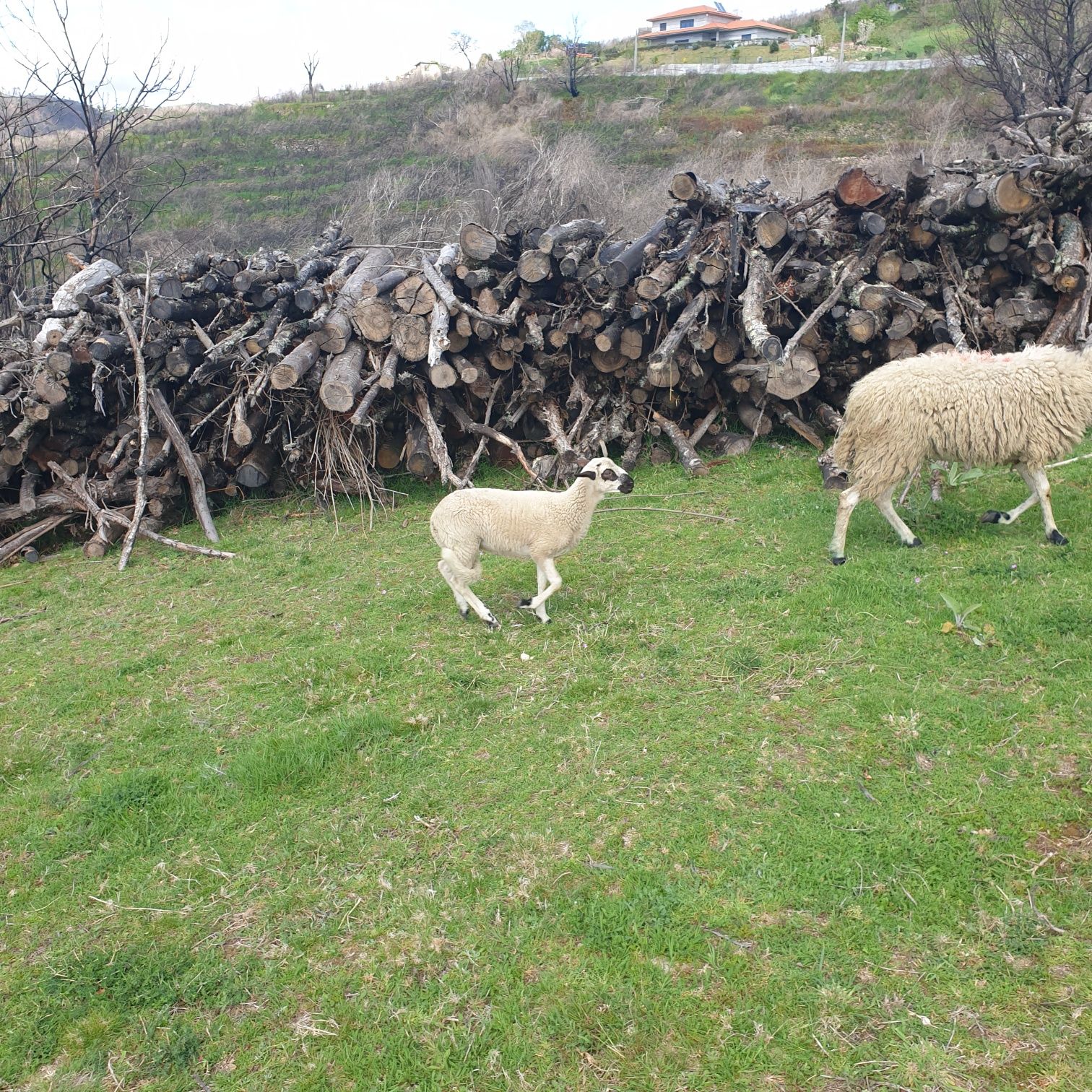 Borregas Bragançanas Puras