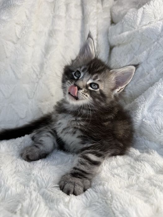 Kocurek Decoandcookie *PL Maine Coon Felis/FiFe