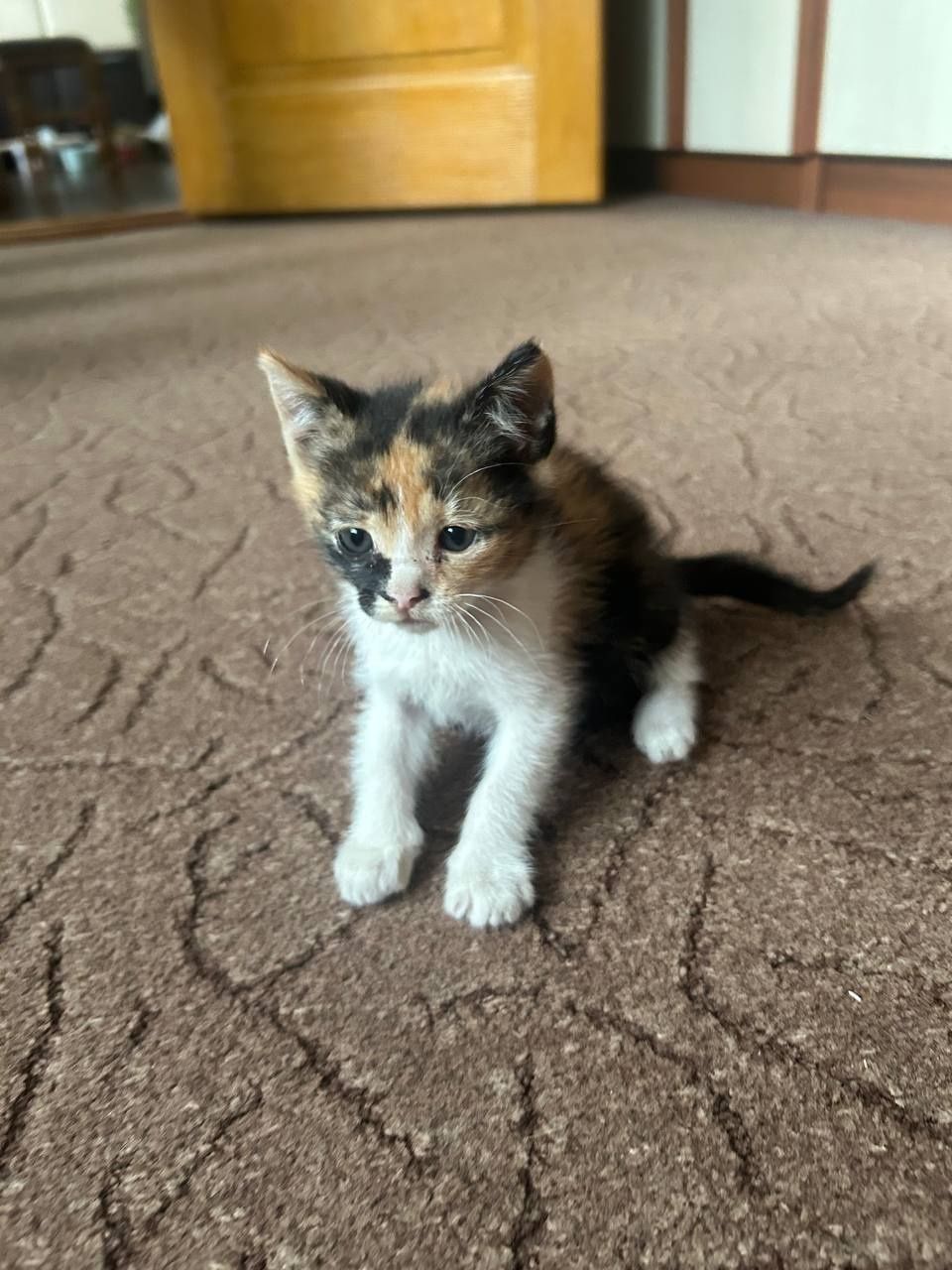 Кошенята в добрі руки