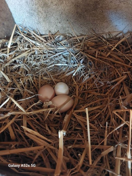 Sprzedaż Swojskich Jajek od Młodych kur