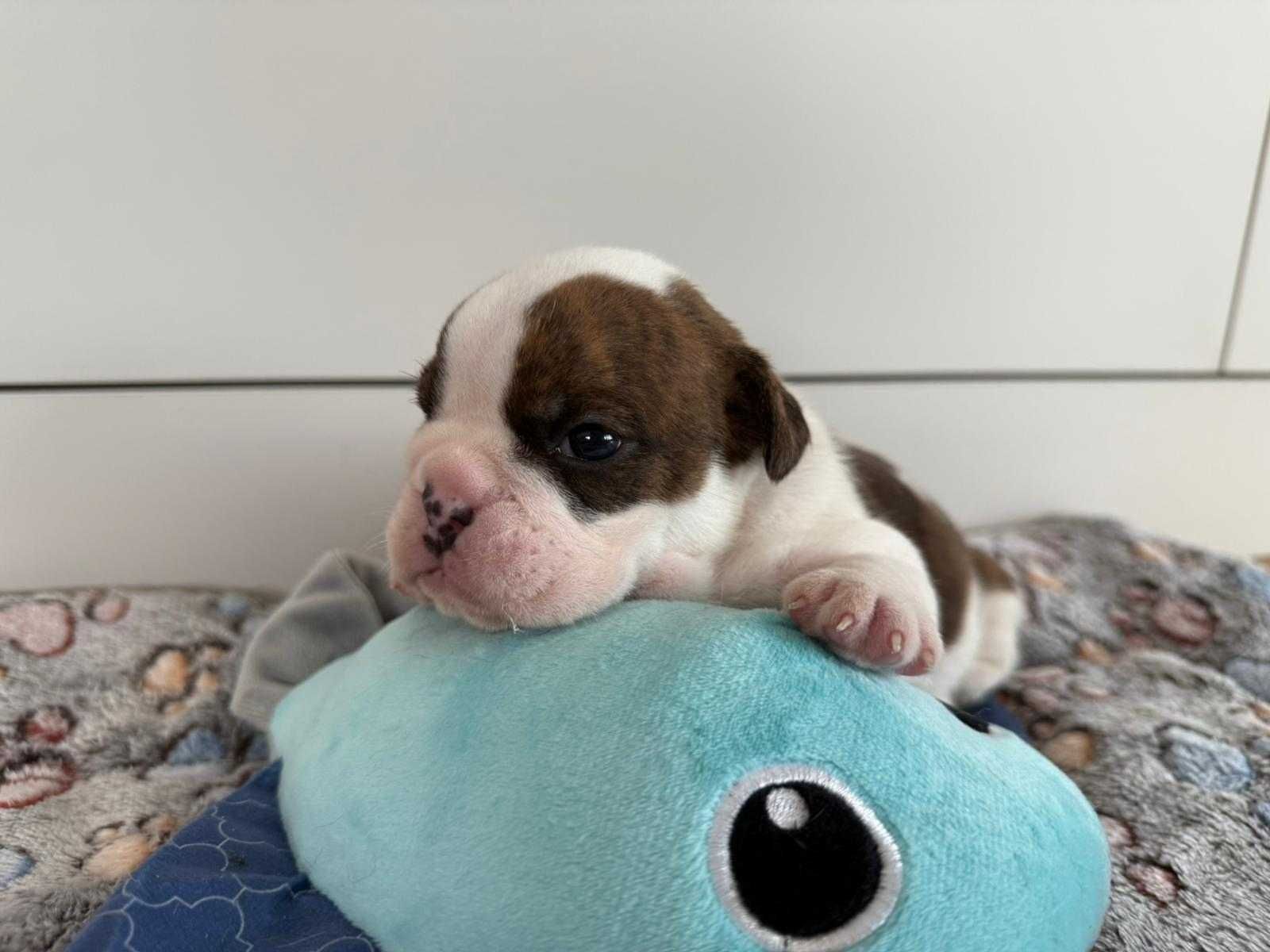 Buldog angielski sunia