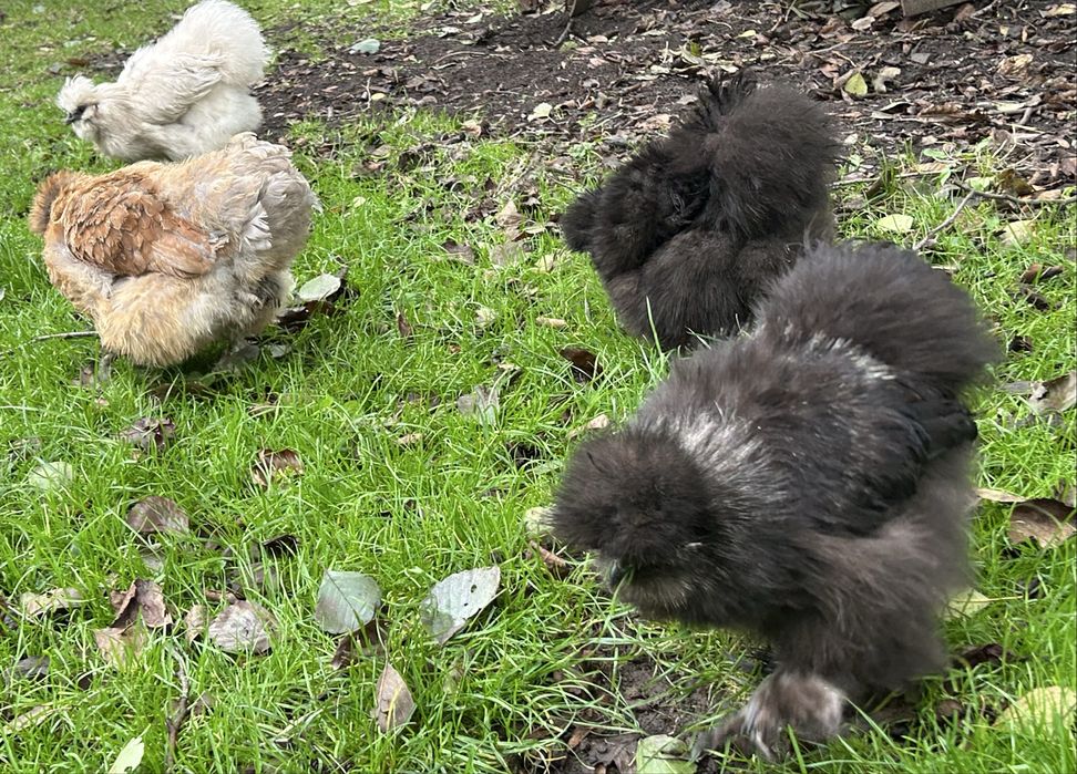 Jajka lęgowe kura silka silki jedwabiste kogut silka