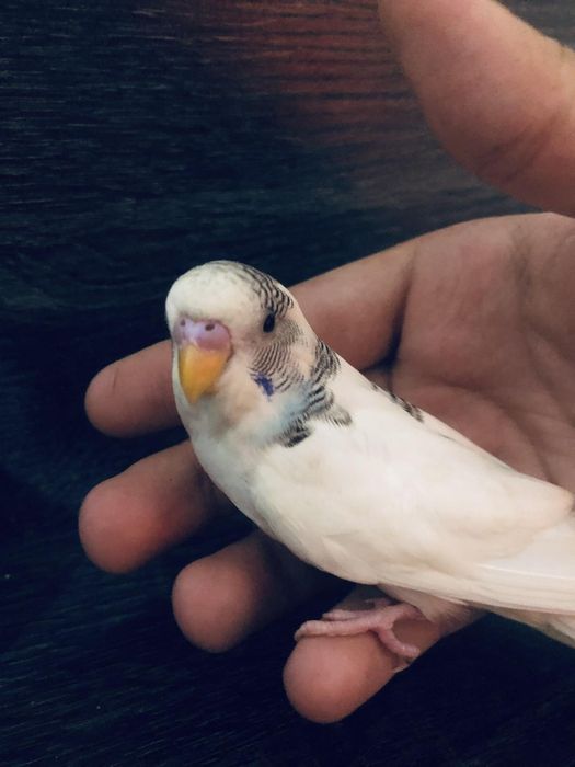 Periquitos domésticados/criados a mão