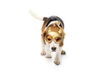Acolhimento de animais domésticos - Pet Sitting - Hotel animal